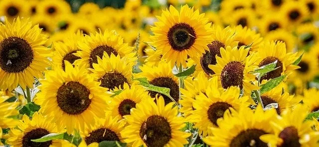 sunflower-3792914 640